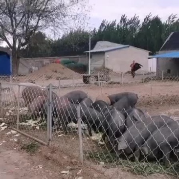 散养黑猪