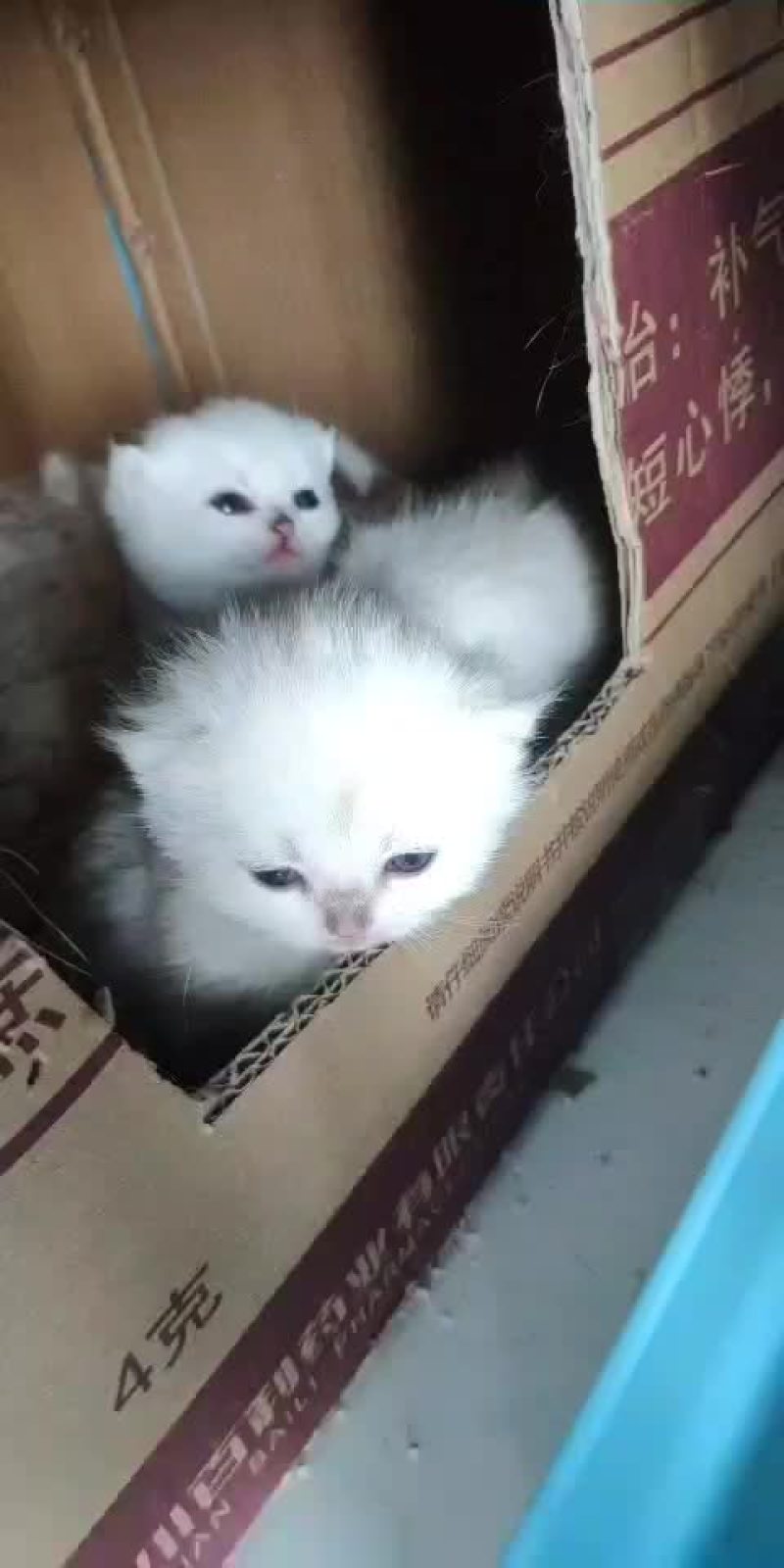 银渐层猫