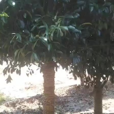 桂花