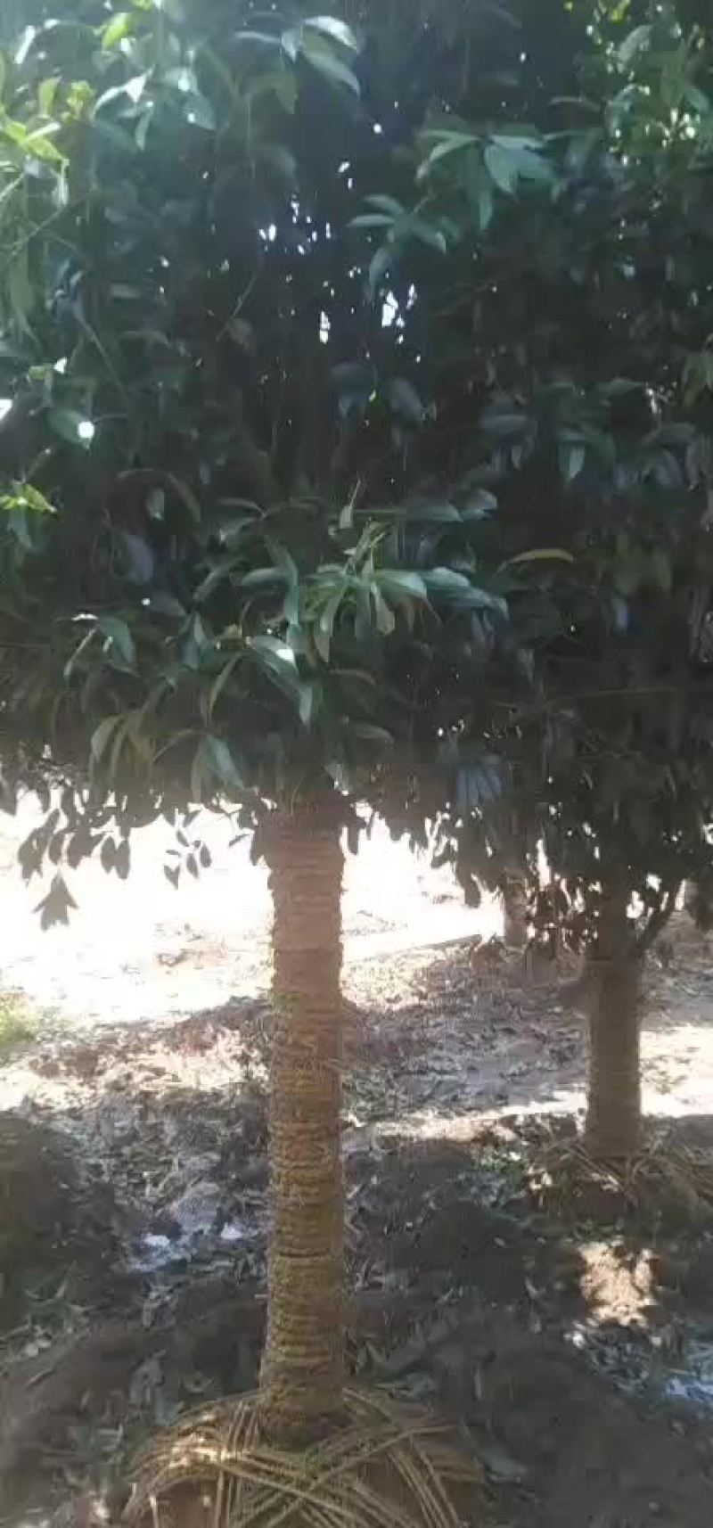 桂花