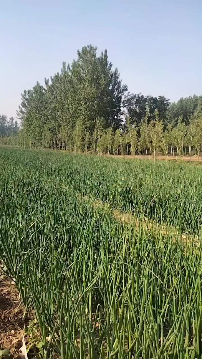 蔬菜