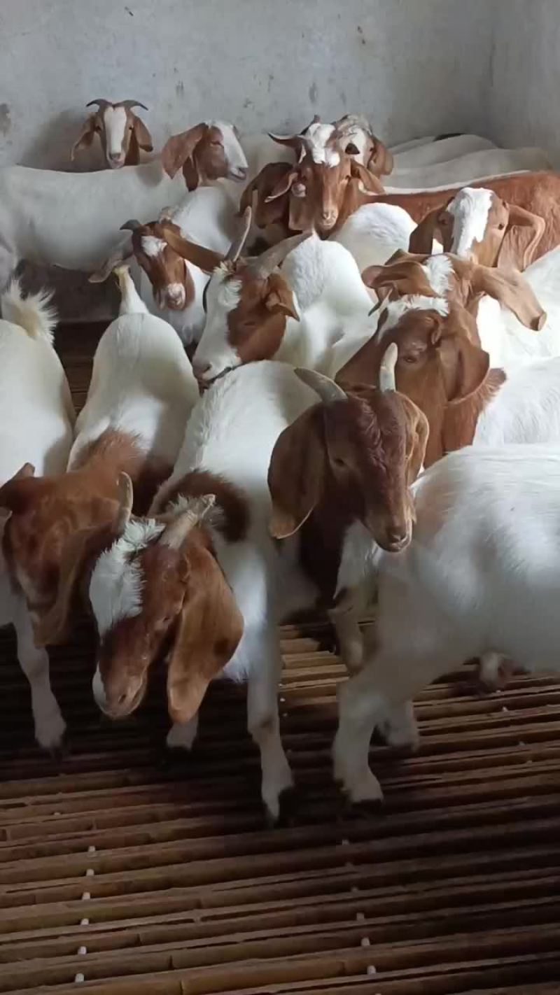 波尔山羊