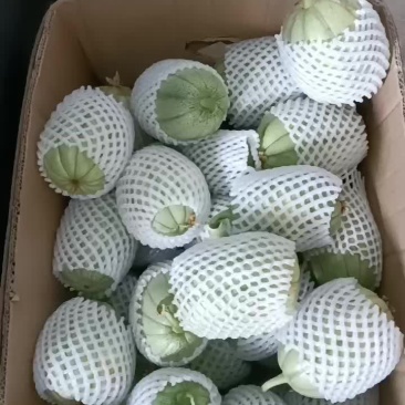 脆瓜
