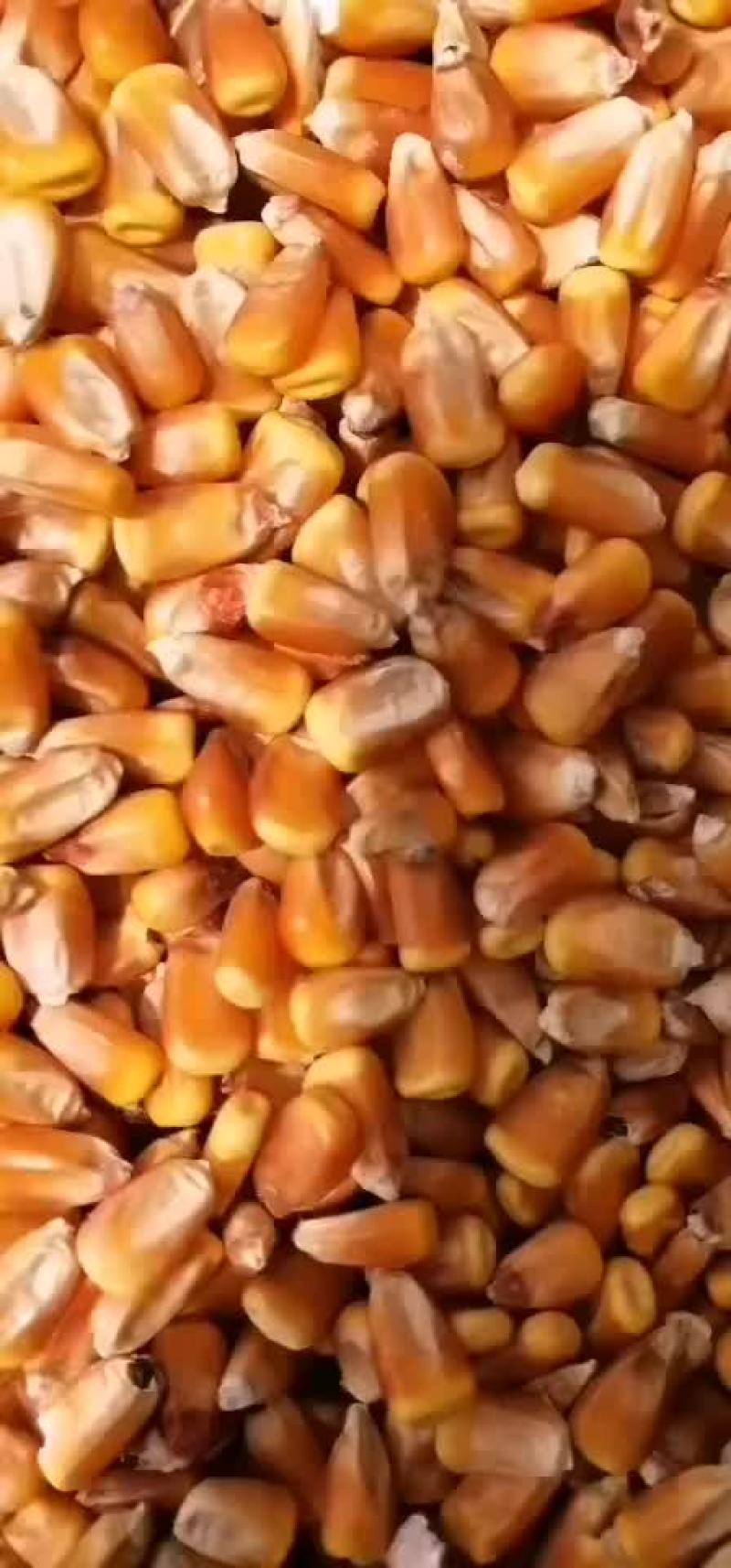 玉米，精品玉米，袋装玉米