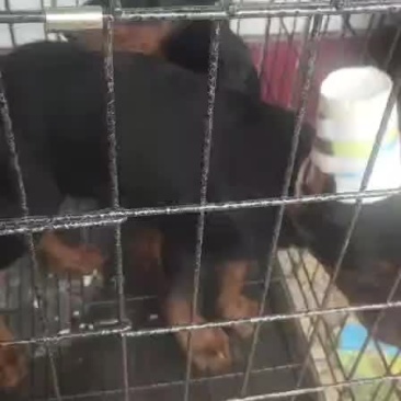 四个月精品杜宾犬，驱虫，疫苗，耳朵全部做完，需要的老板抓