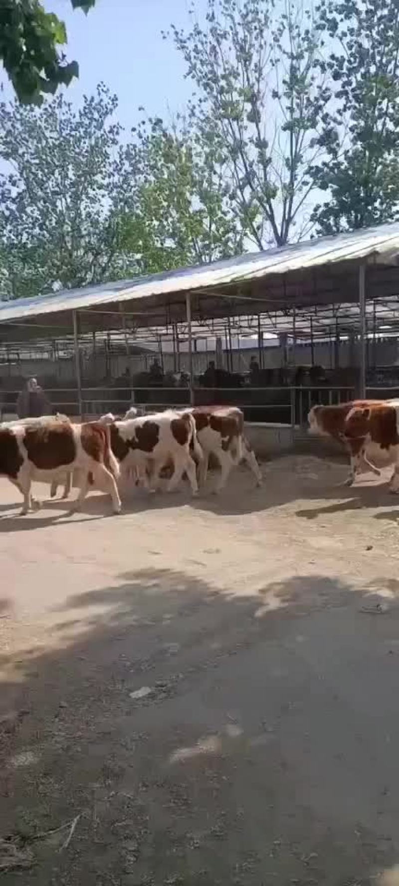 四代西门塔牛犊成年怀孕母牛