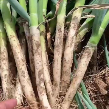 山东铁杆大葱
