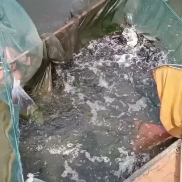 黑鱼