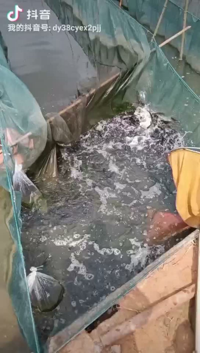 黑鱼