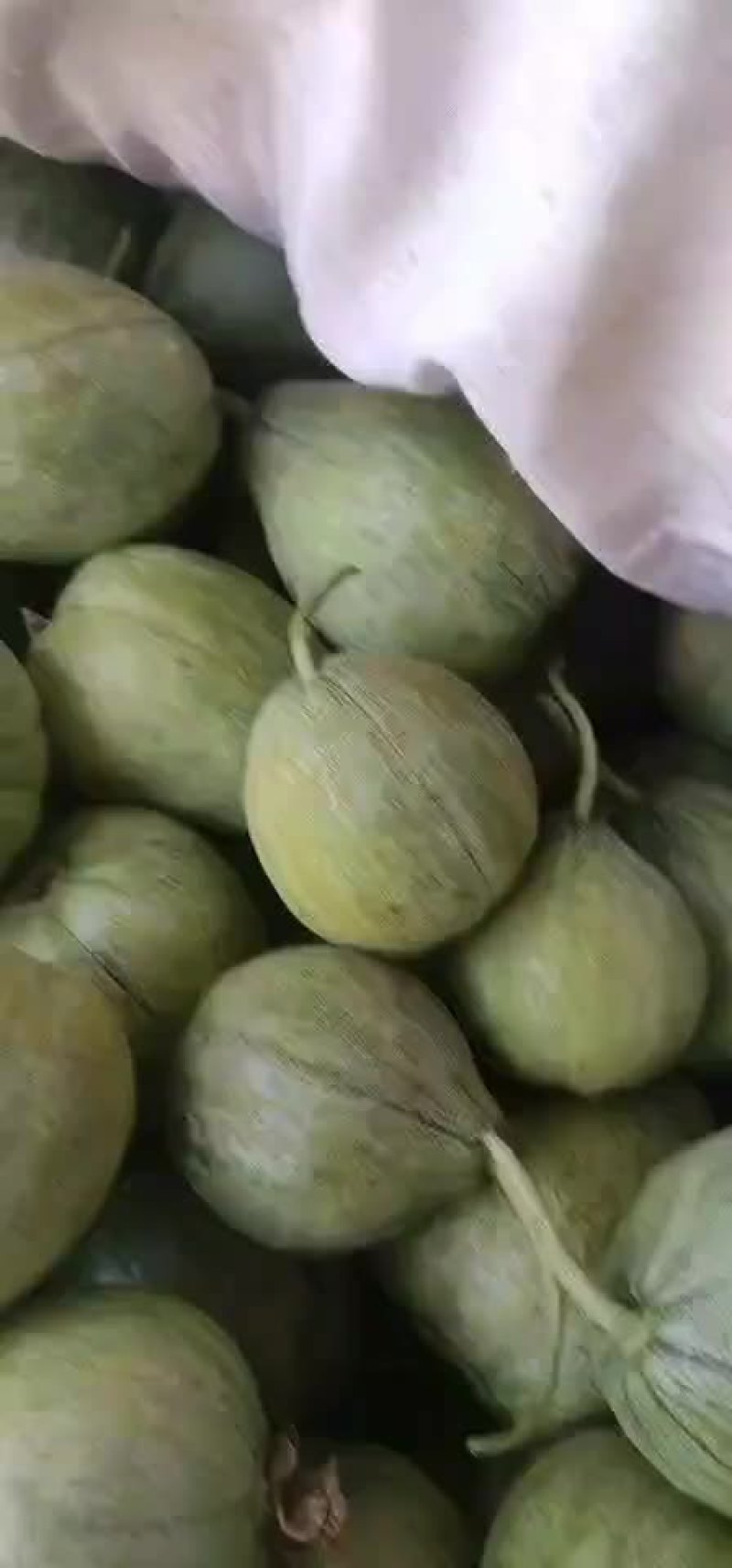 甜瓜大量上市