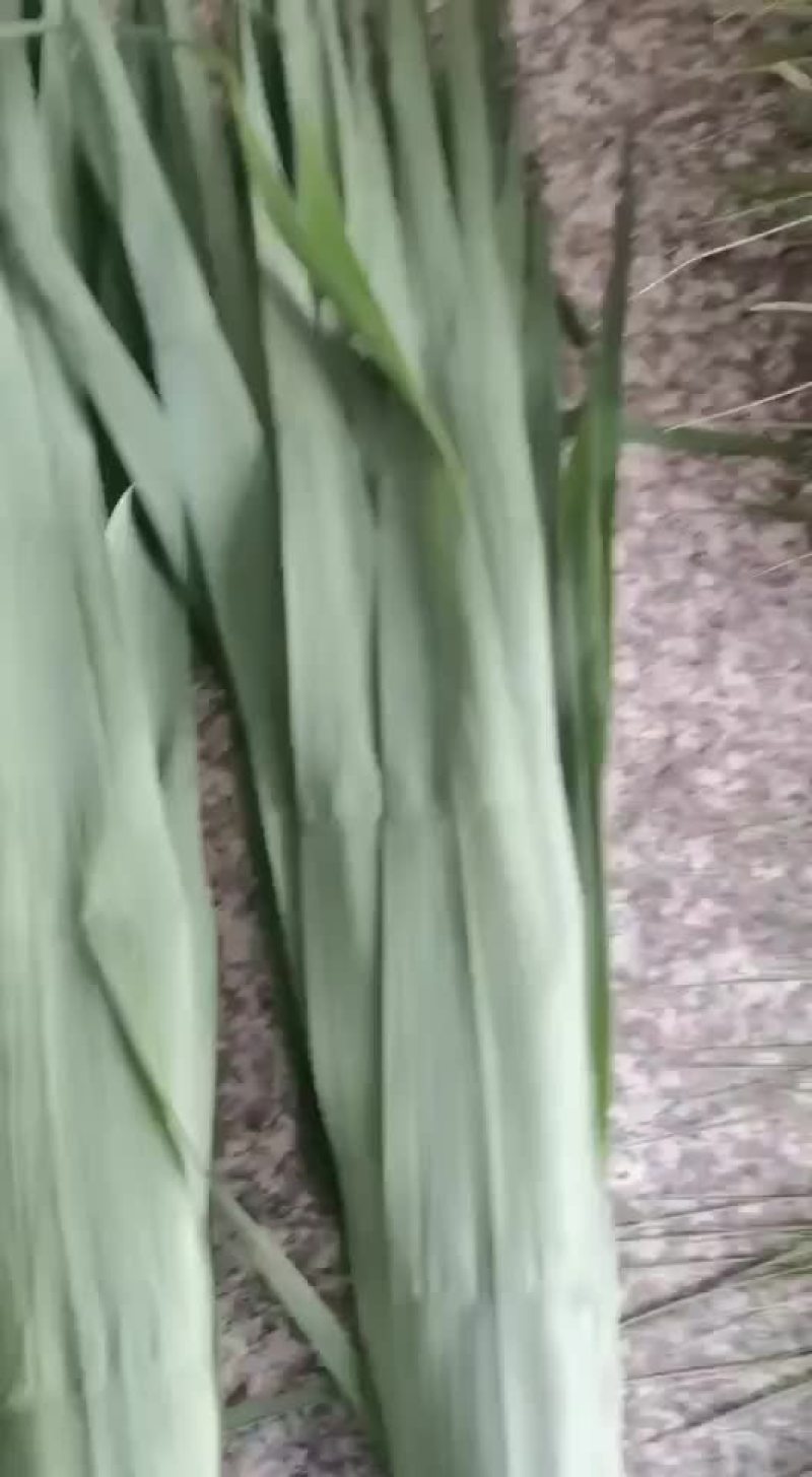 粽子叶，原产地批发