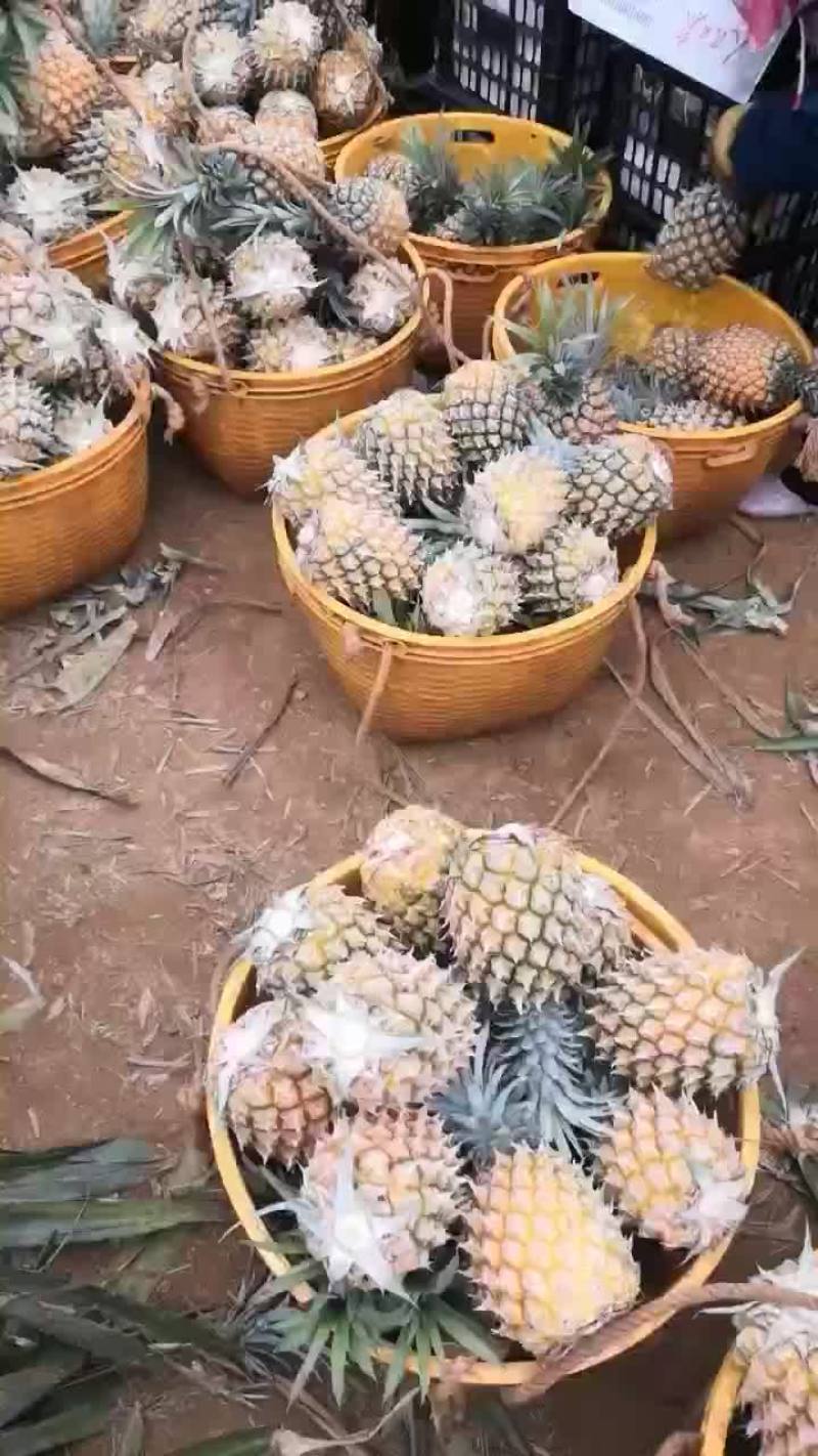 各种款式菠萝都有量大欢迎就地堪察品种预定或者直接购买可以
