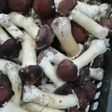 大球盖菇