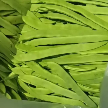 大扁芸豆