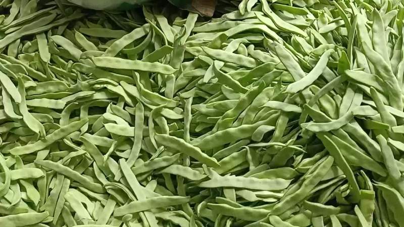 大扁芸豆