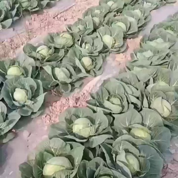莲花白
