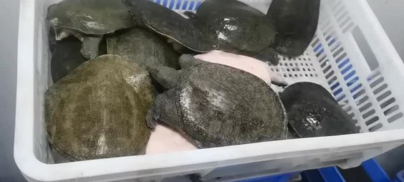 甲鱼