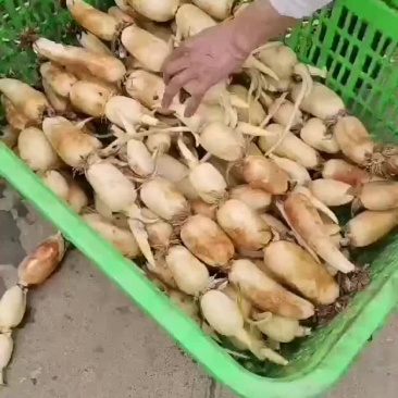 新藕上市