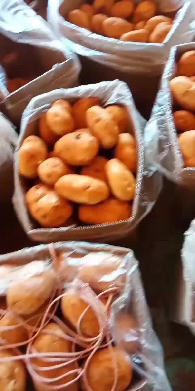 云南土豆，丽薯6号