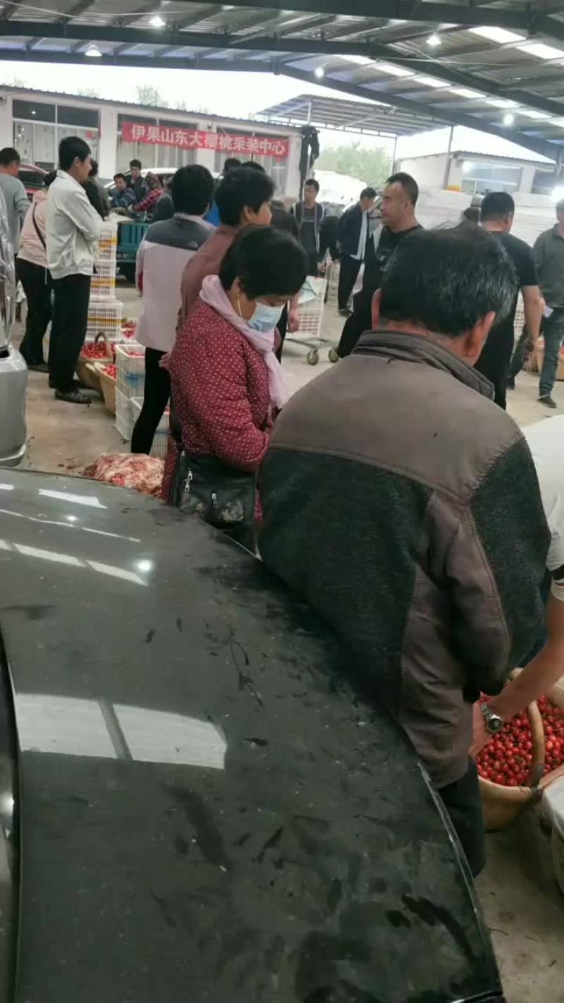 陆地大樱桃