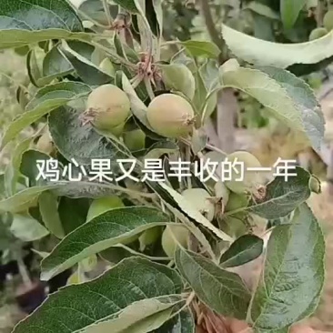 鸡心果成苗开始预定