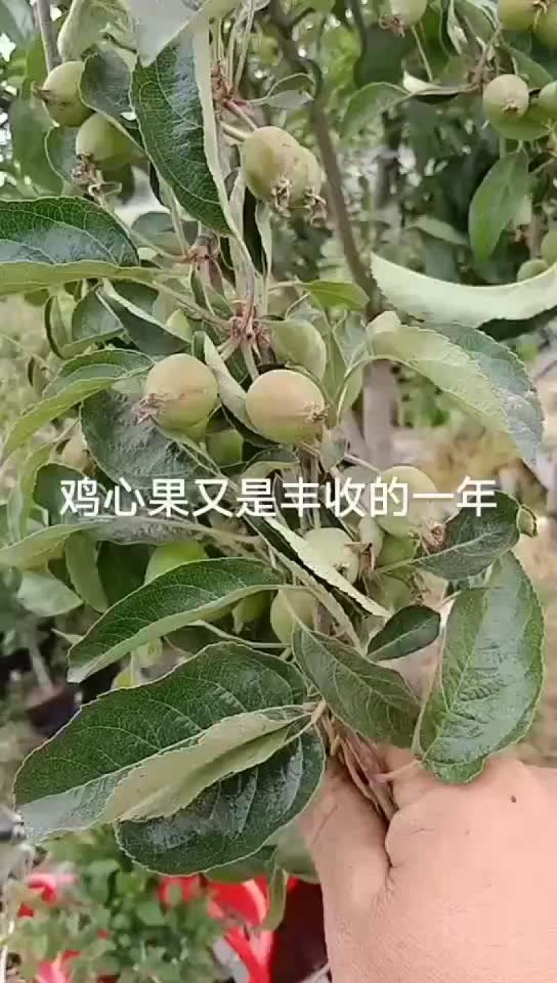 鸡心果成苗开始预定