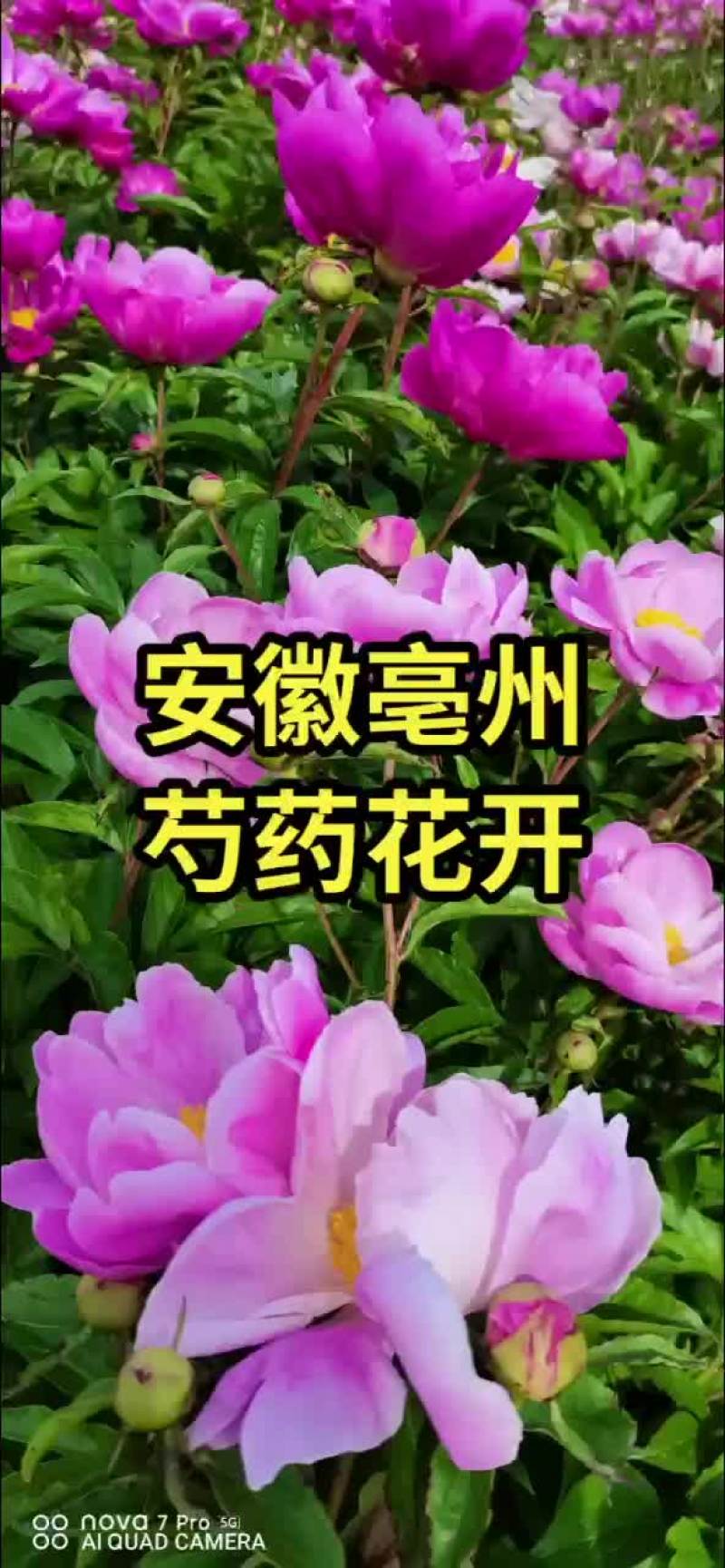 芍药花盛开的季节