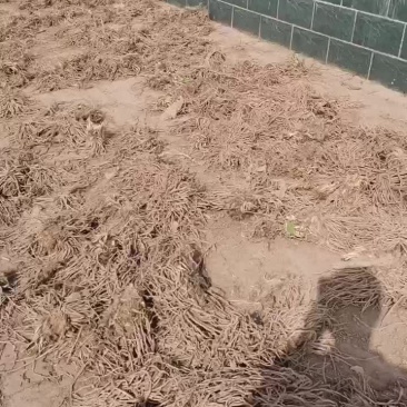 黄花菜根