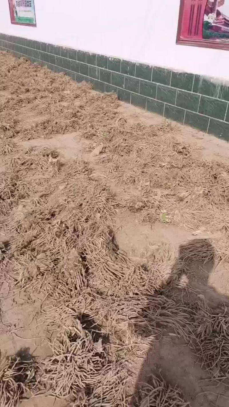 黄花菜根