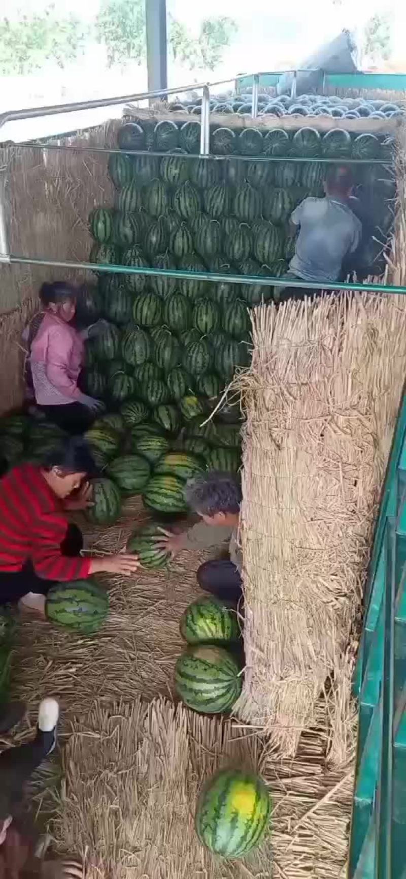 山东甜王