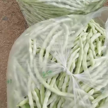 青岛平度芸豆大量上市中，色绿条直，三十公分以上，