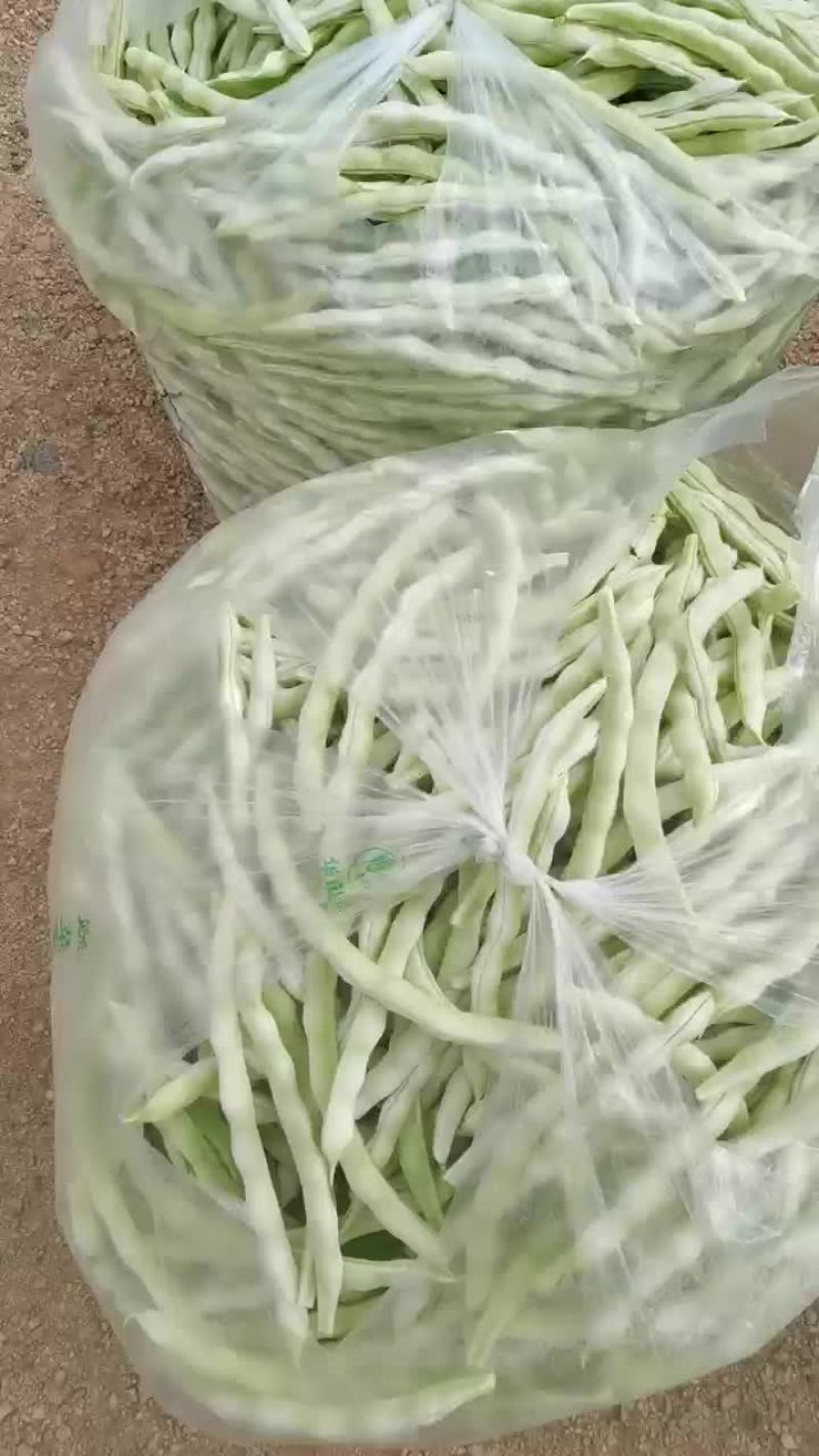 青岛平度芸豆大量上市中，色绿条直，三十公分以上，