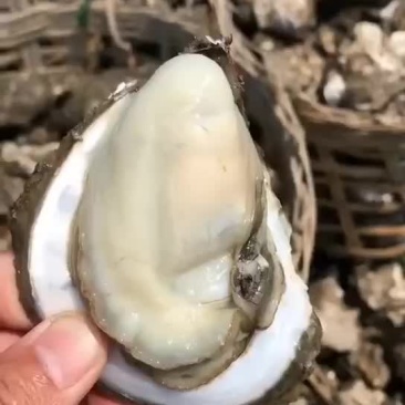 湛江蚝
