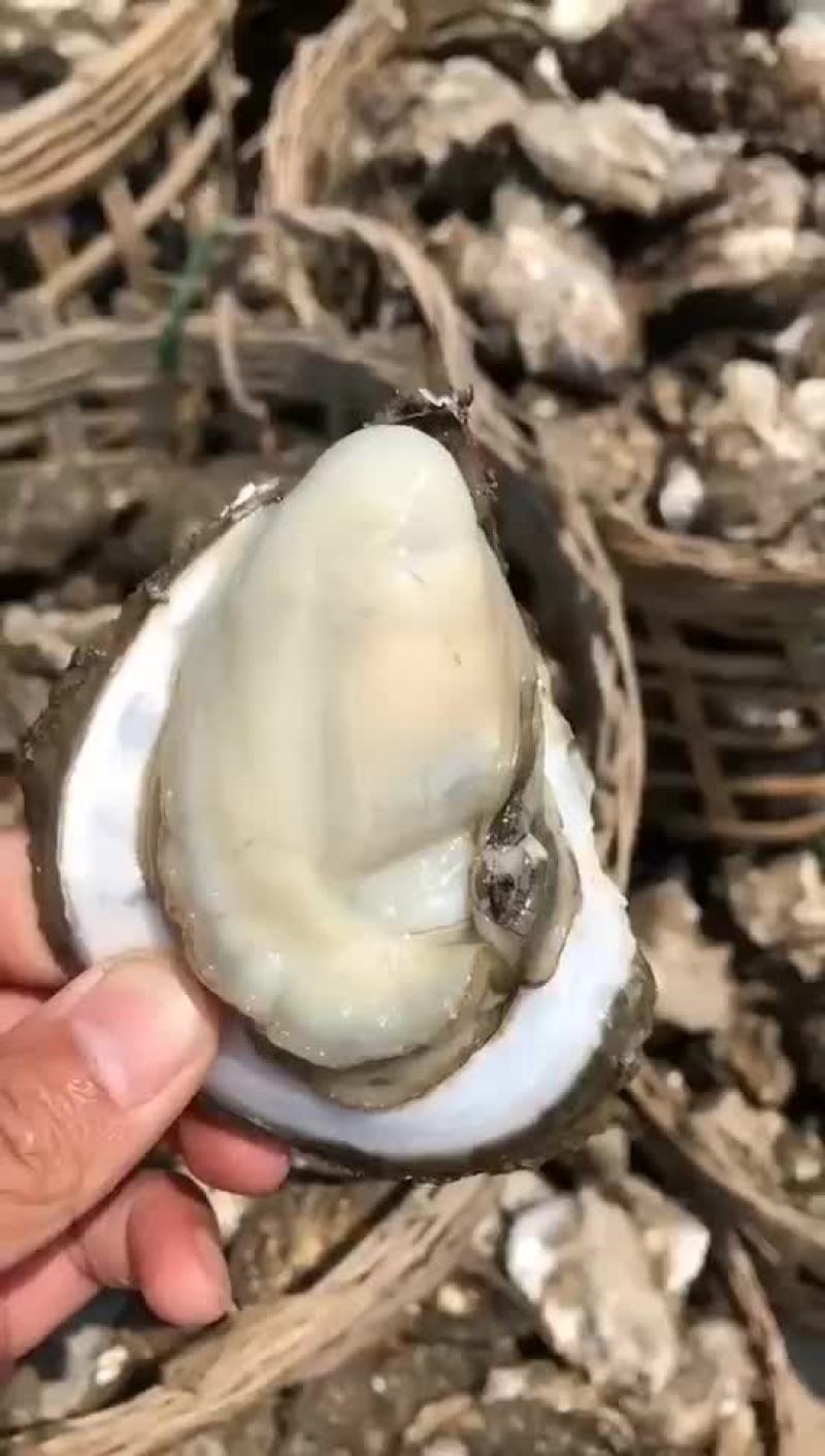 湛江蚝