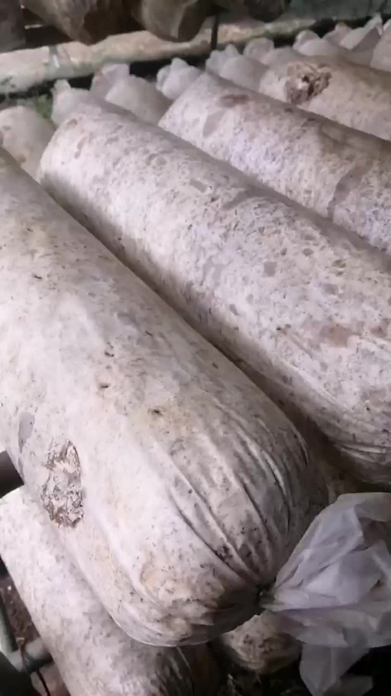 自制808香菇棒