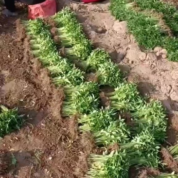 菜苗