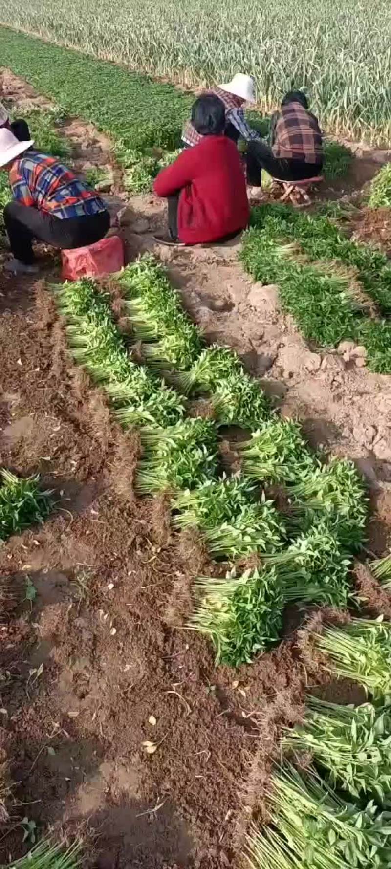 菜苗
