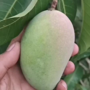 芒果