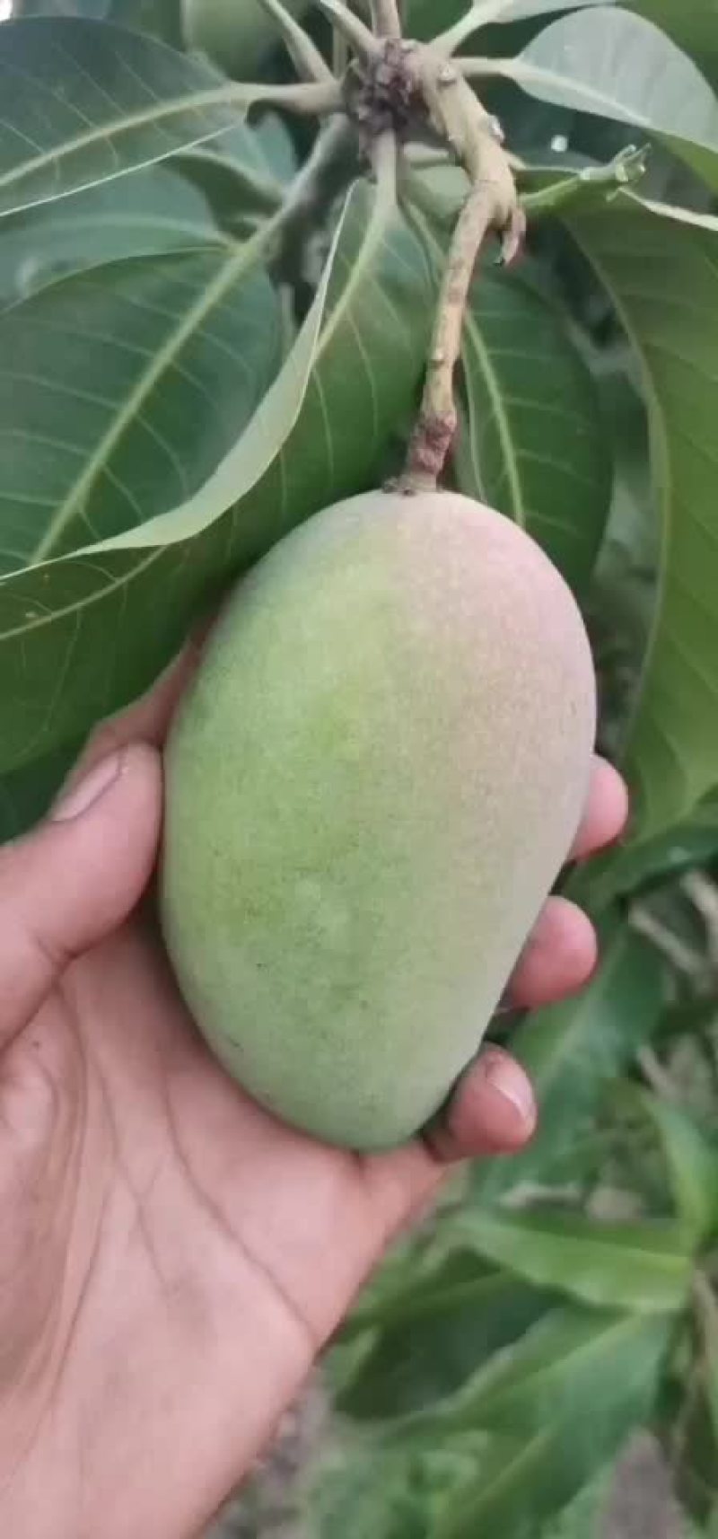 芒果
