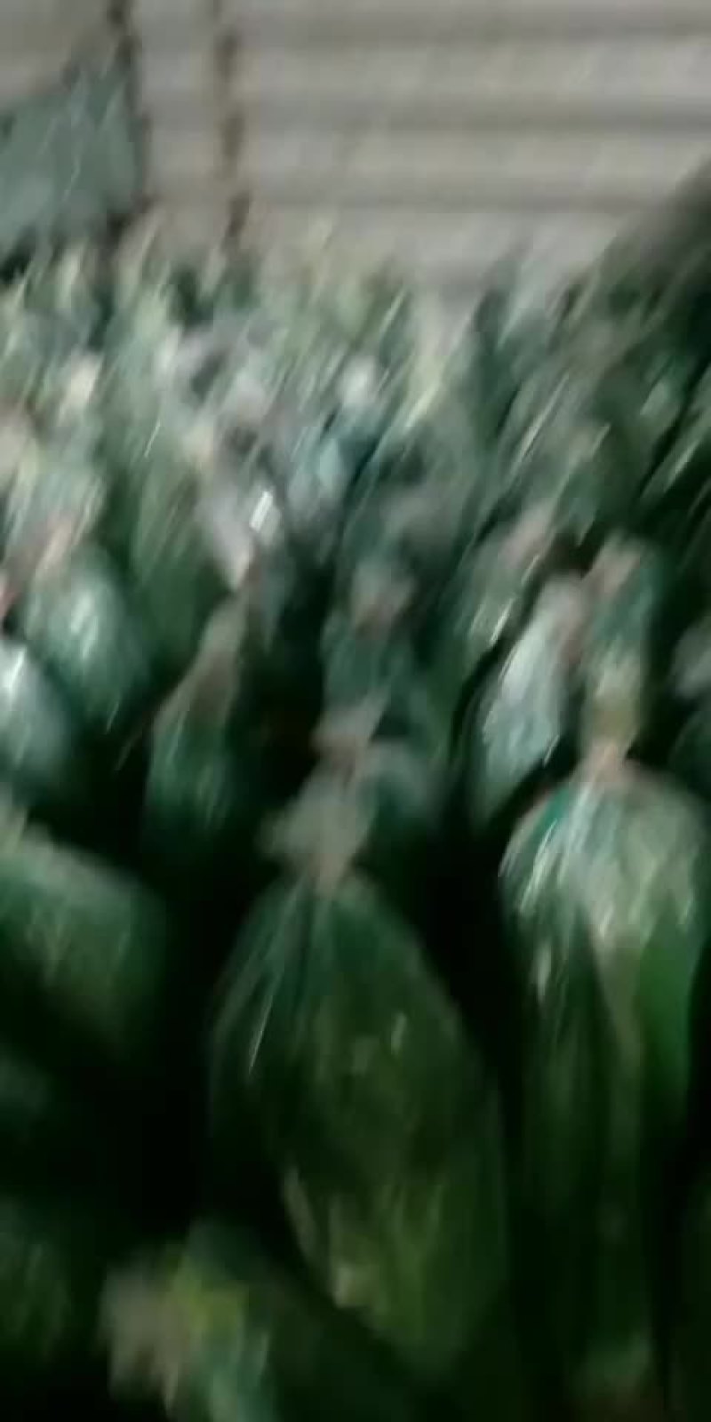 粽子叶批发零售