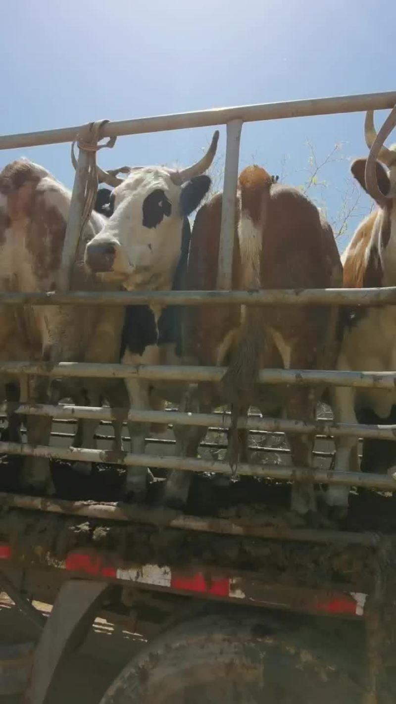牛