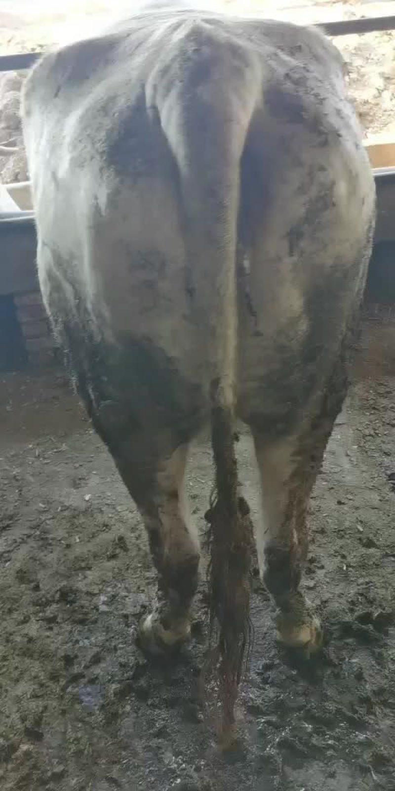 牛