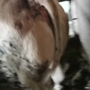 牛