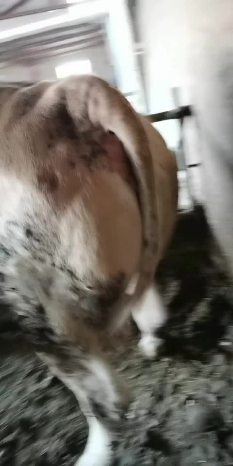 牛