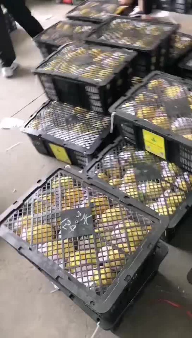 芒果就干圣德龙