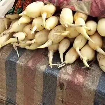 新上市莲藕