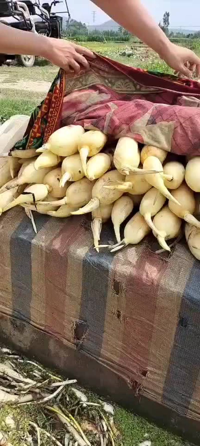 新上市莲藕