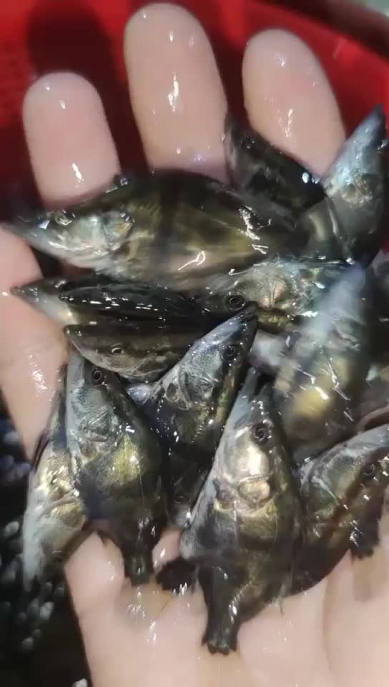 鳜鱼苗