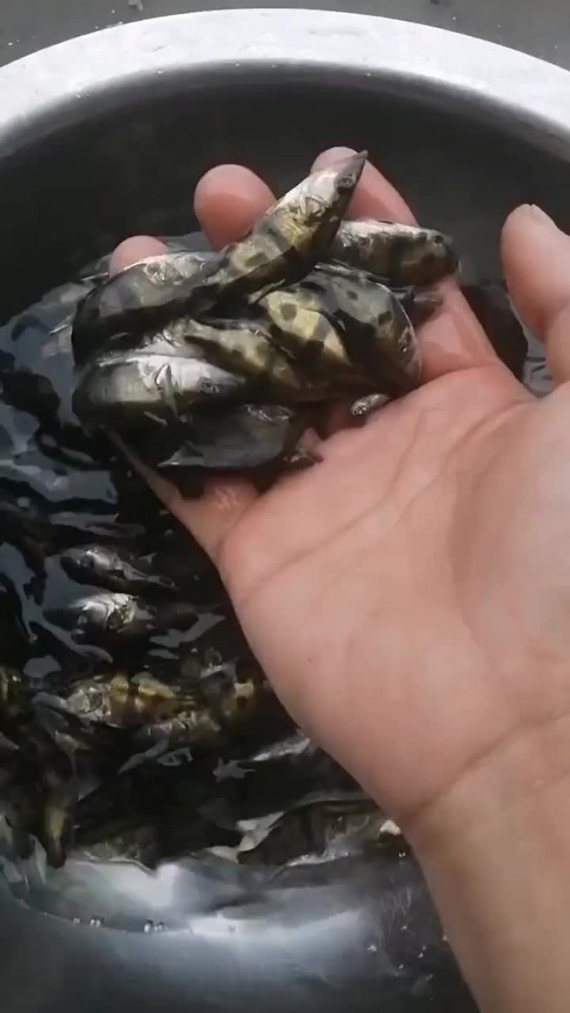 鳜鱼苗