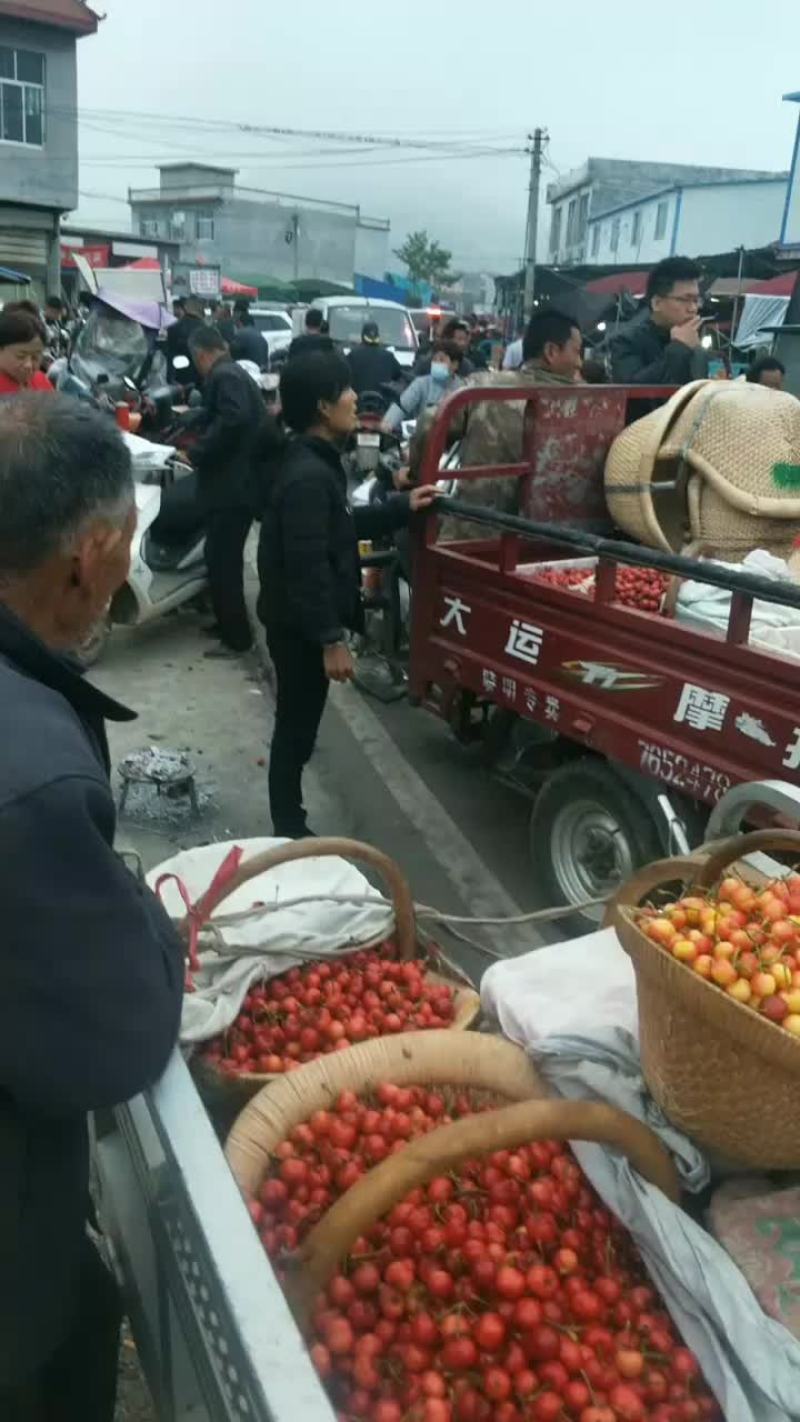 陆地大樱桃